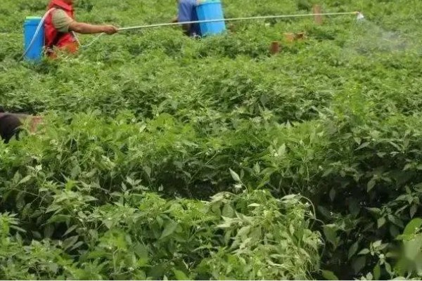 小米辣的种植技术，每亩地种植2000-2200株幼苗