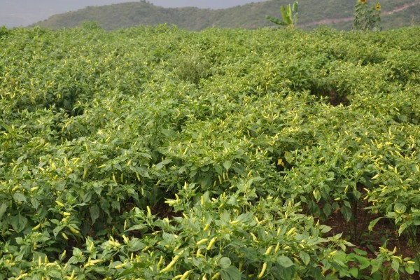 小米辣的种植技术，每亩地种植2000-2200株幼苗