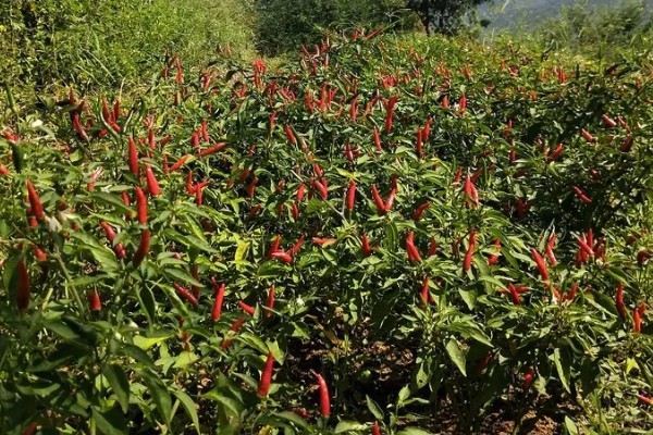 小米辣的种植技术，每亩地种植2000-2200株幼苗