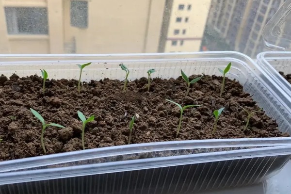小米辣的种植技术，每亩地种植2000-2200株幼苗