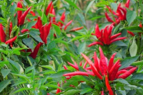 小米辣的种植技术，每亩地种植2000-2200株幼苗