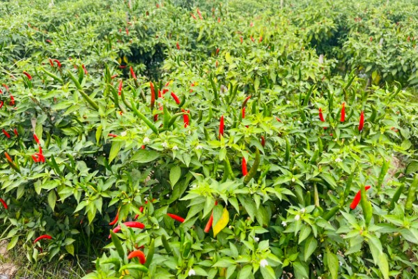 小米辣的种植技术，每亩地种植2000-2200株幼苗