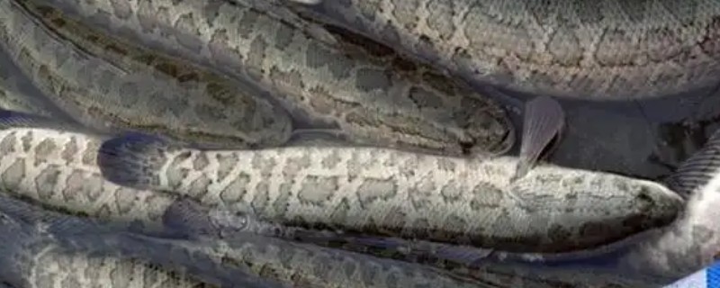 黑鱼的习性和特点,是底栖性鱼类