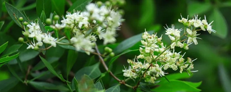 怎么养散沫花，要保证环境温度为15-30℃