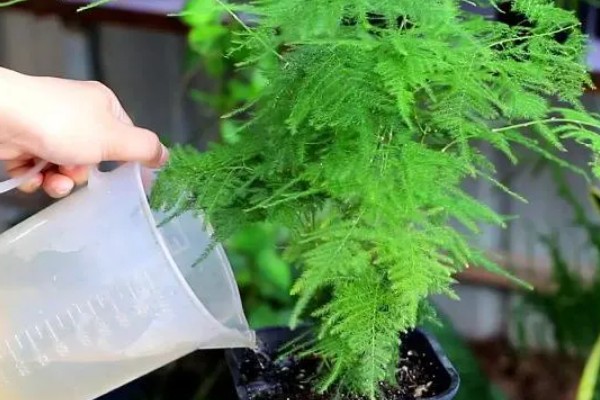 可以自制文竹肥料吗，可使用烂菜叶、水果皮、动物粪自制肥料