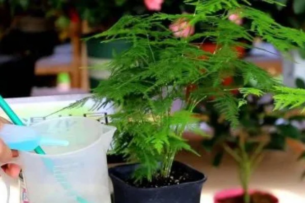 可以自制文竹肥料吗，可使用烂菜叶、水果皮、动物粪自制肥料