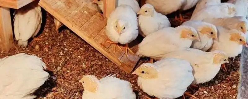 芦丁鸡的简介，由斑翅山鹑和蓝胸鹌杂交而来