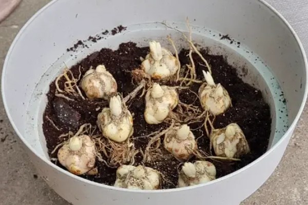 百合花的种植方法，春季和秋季均可种植