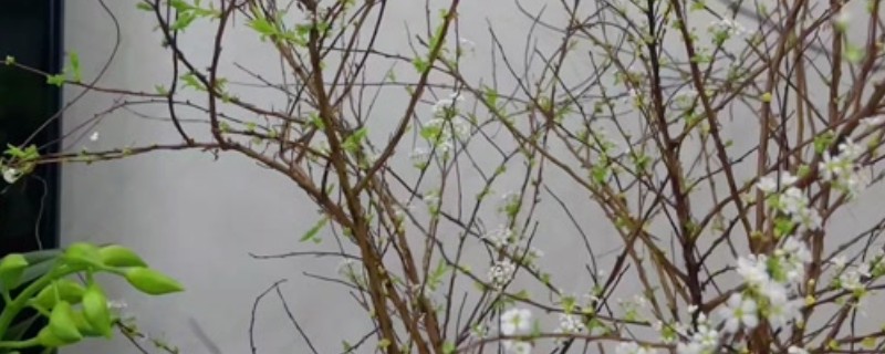 雪柳枝条能养多久，可以养2-3个月