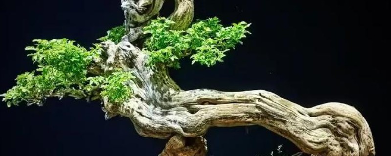 黄荆下山桩发芽多长时间能生根，一周后就能生根