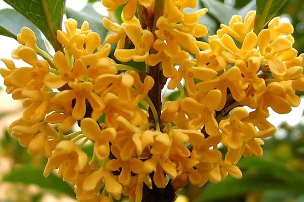 九月开哪些品种的花，有桂花、大丽菊、美人蕉等