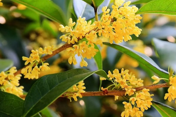 九月开哪些品种的花，有桂花、大丽菊、美人蕉等