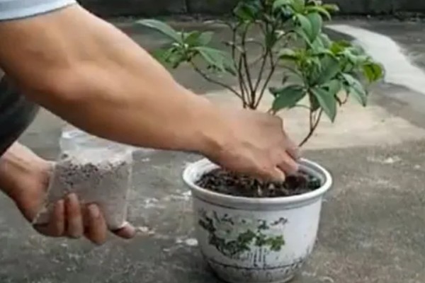 九月开哪些品种的花，有桂花、大丽菊、美人蕉等