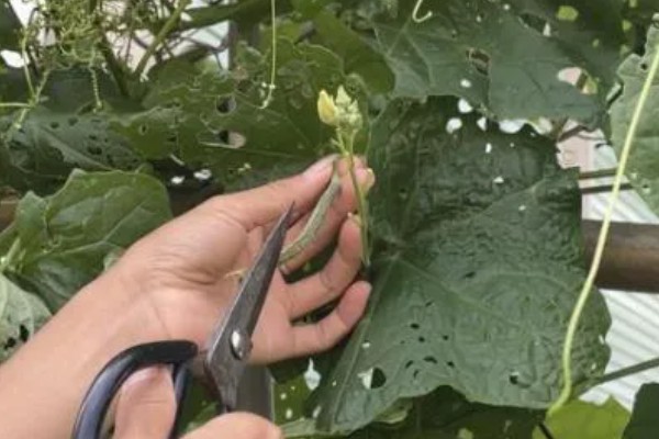 丝瓜需要打顶吗,丝瓜需要打顶