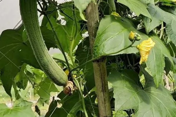 丝瓜需要打顶吗,丝瓜需要打顶