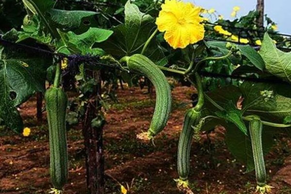 丝瓜需要打顶吗,丝瓜需要打顶