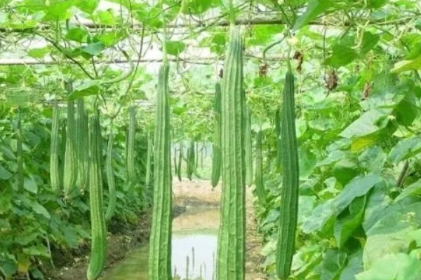 丝瓜需要打顶吗,丝瓜需要打顶
