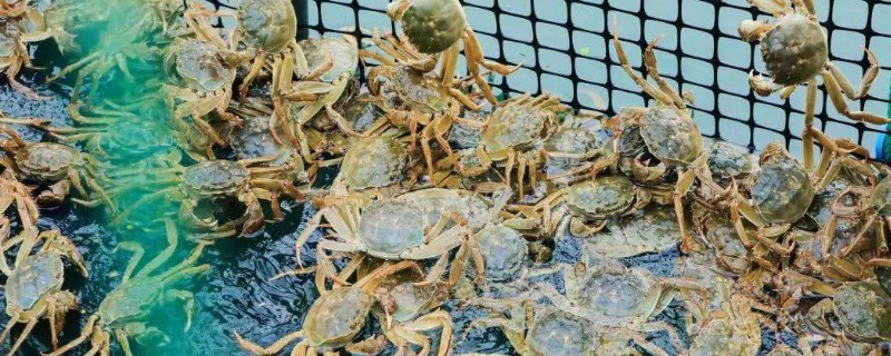 提高螃蟹产量的方法，投喂蛋白质饵料可以补充营养