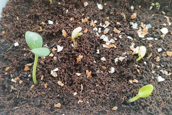 麒麟西瓜为什么贵，是产量及物流成本所导致的