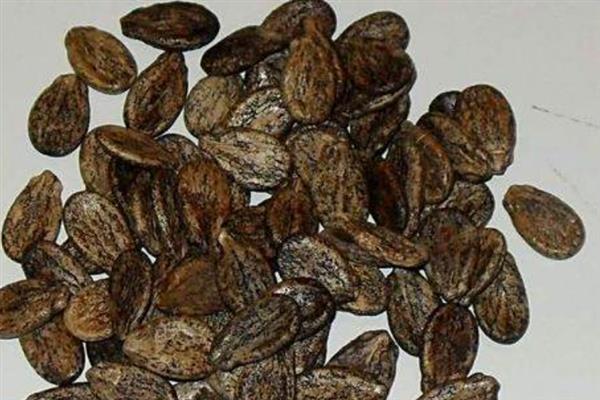 麒麟西瓜为什么贵，是产量及物流成本所导致的