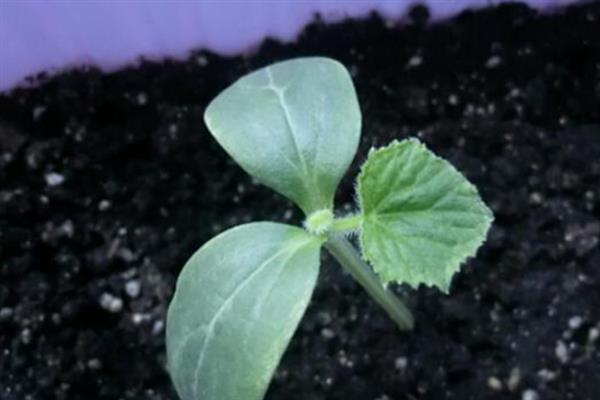 麒麟西瓜为什么贵，是产量及物流成本所导致的