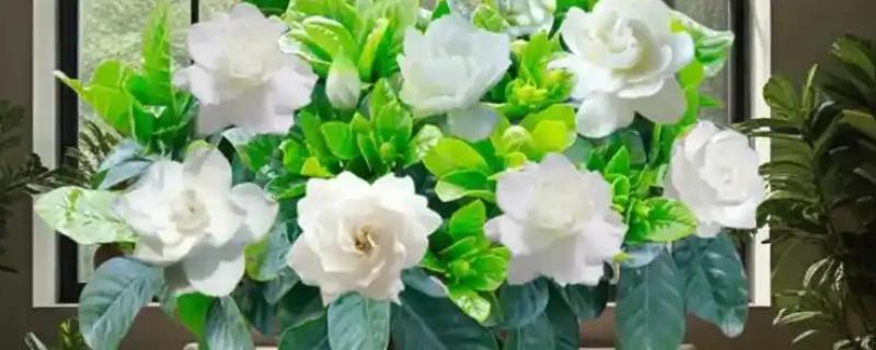 有哪些适合夏季种植的花卉，有白兰花、茉莉等