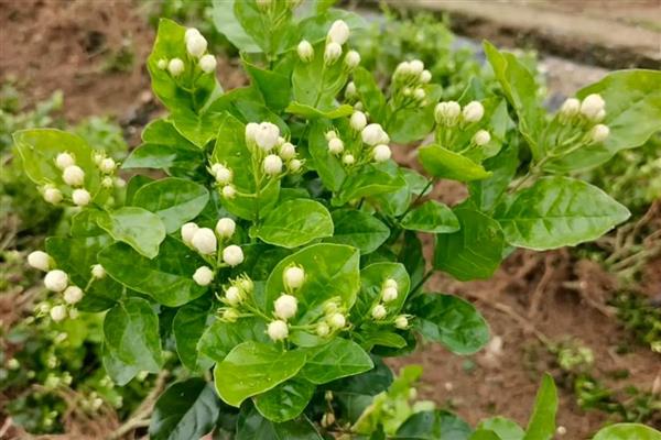茉莉花的常见病虫害，有茉莉茎腐病、白绢病等