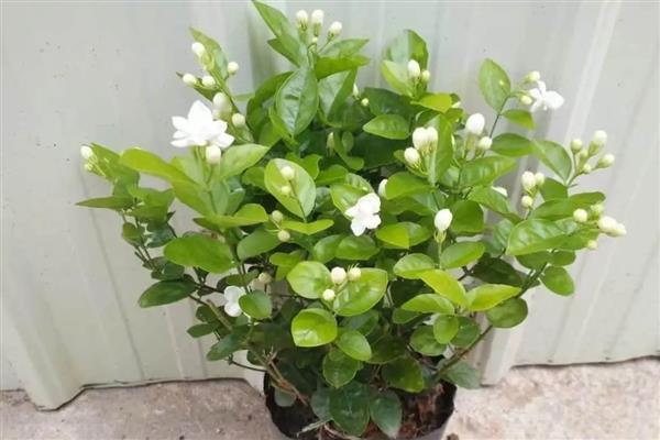 茉莉花的常见病虫害，有茉莉茎腐病、白绢病等