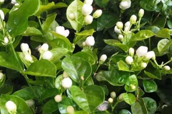 茉莉花的常见病虫害，有茉莉茎腐病、白绢病等