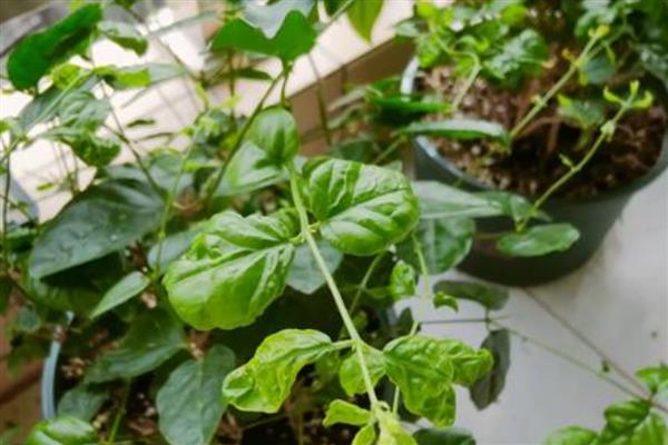 茉莉花的常见病虫害，有茉莉茎腐病、白绢病等