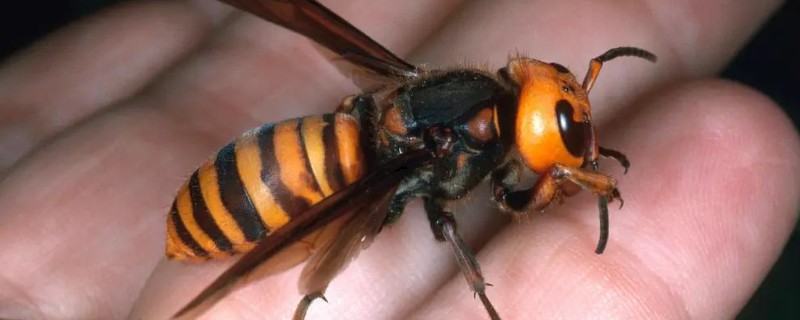 被马蜂蛰了怎么办,及时拔掉毒针