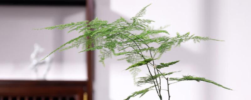 适合室内水养的植物，常见的有绿萝、铜钱草等