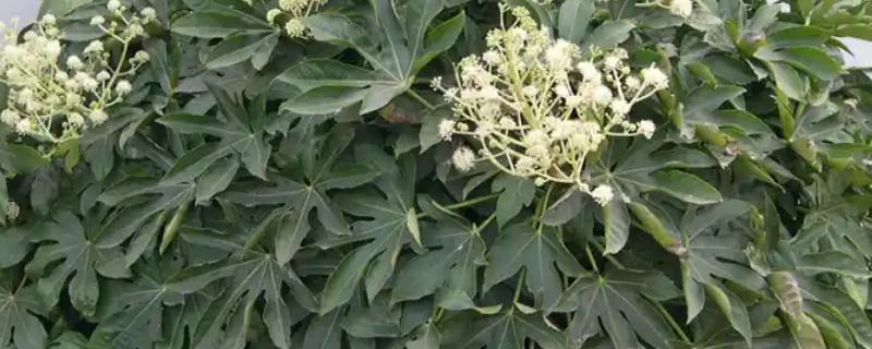 八角金盘有没有毒，毒性主要集中在茎部