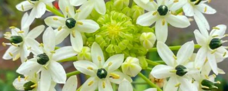 虎眼万年青会开花吗，通常来说它是开花的