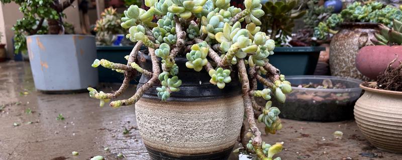 多肉化水的原因,可能是水分过多所致