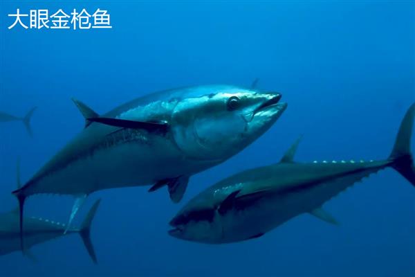 金枪鱼的市场价格，一般为几十元至几百元不等