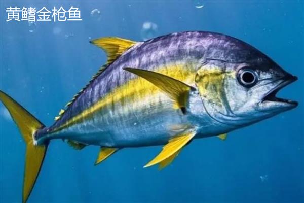 金枪鱼的市场价格，一般为几十元至几百元不等