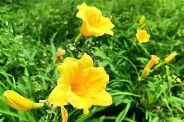 忘忧草的花语，寓意忘却不愉快的事、放下他等