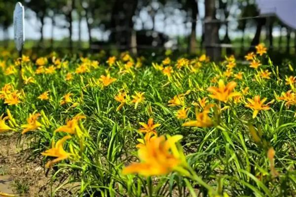 忘忧草的花语，寓意忘却不愉快的事、放下他等