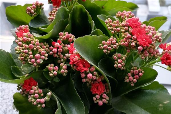 五月份长寿花还能开花吗，五月份还能开花