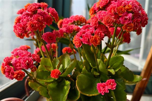 五月份长寿花还能开花吗，五月份还能开花