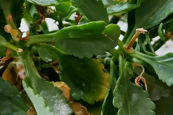 五月份长寿花还能开花吗，五月份还能开花