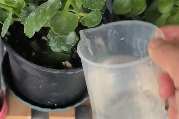 五月份长寿花还能开花吗，五月份还能开花