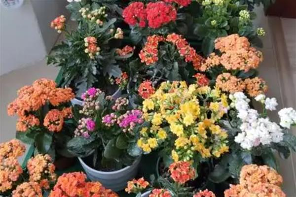 五月份长寿花还能开花吗，五月份还能开花