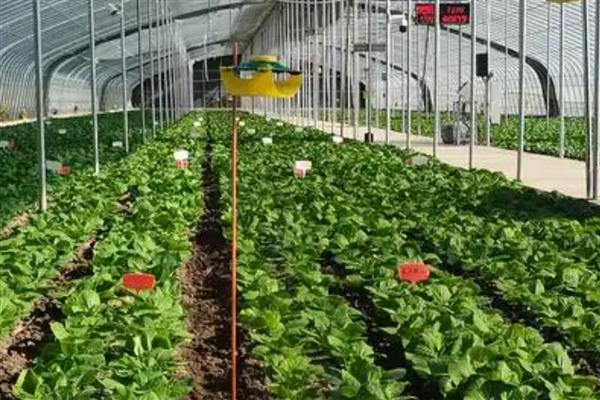 家庭种植致富项目，可种植有机蔬菜、观赏花卉等