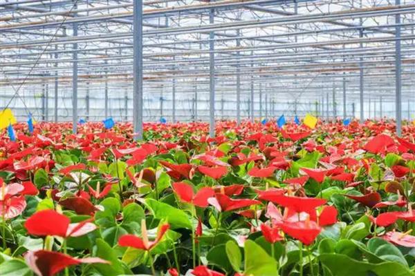 家庭种植致富项目，可种植有机蔬菜、观赏花卉等