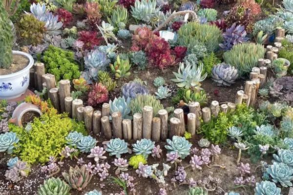 家庭种植致富项目，可种植有机蔬菜、观赏花卉等
