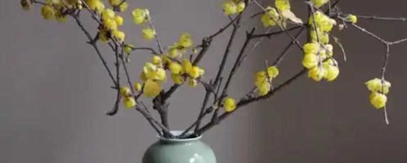 腊梅插花瓶内要不要放水，腊梅插花瓶内要放水