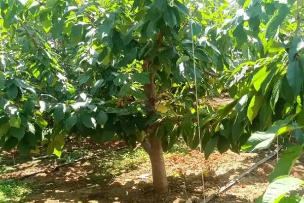 樱桃的防虫方法,有按季清园和喷洒化学药剂