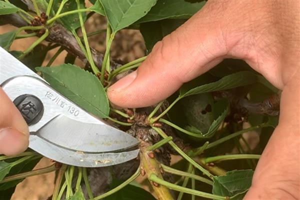 樱桃的防虫方法,有按季清园和喷洒化学药剂